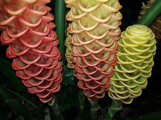  Beehive ginger, (also known as torch ginger, ginger flower. Zingiberaceae family. Location:...