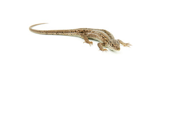 brown lizard on a white background with copy space