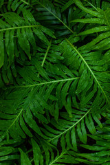 Naklejka na ściany i meble abstract green fern leaf texture and water drop, dark blue tone nature background, tropical leaf