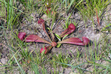 Sarracenia psittacina im Stone County, Mississippi