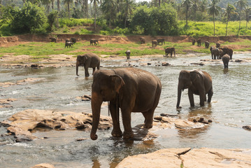 Pinnawala Elephant Orphanage is an orphanage, nursery and captive breeding ground for wild Asian elephants located at Pinnawala village,Kegalle town in Sabaragamuwa Province of Sri Lanka