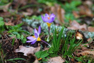 First spring flowers. Bright purple crocuses in the grass on german spring lawn. 