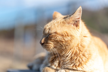 公園の猫