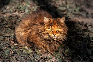 Naklejka na ściany i meble Big red cat sitting on ground and looking in camera. Cat relax under sun