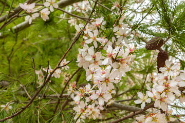 White flowers on a flowering branch of almond tree in the old district of Jerusalem city in Israel
