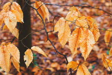 Seasonal fall leaves in a forest park in autumn giving vibrant fall colors