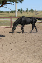 black horse