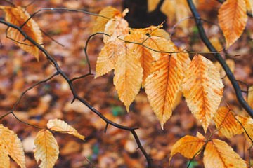 Seasonal fall leaves in a forest park in autumn giving vibrant fall colors