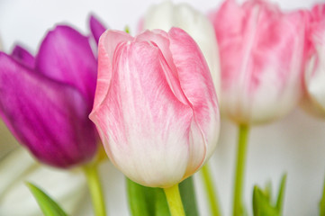 Bouquet of flowers. beautiful pink, white and purple tulips.