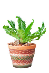 Bird’s nest fern in pot isolated on white background included clipping path.