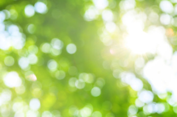 Green bokeh abstract background. Blurred green leaves of big tree with sun rays and flares. 