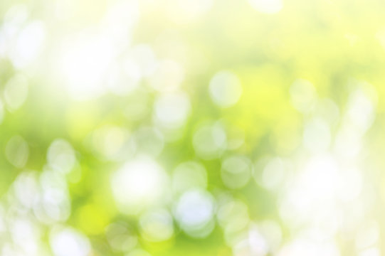 Green bokeh abstract background. Blurred green leaves of big tree with sunlight.