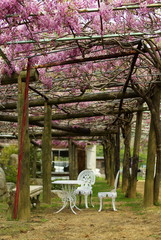 藤の花（Wisteria）