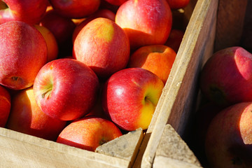 Fresh red and yellow apples at a farmers market
