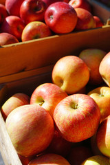Fresh red and yellow apples at a farmers market