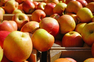 Fresh red and yellow apples at a farmers market