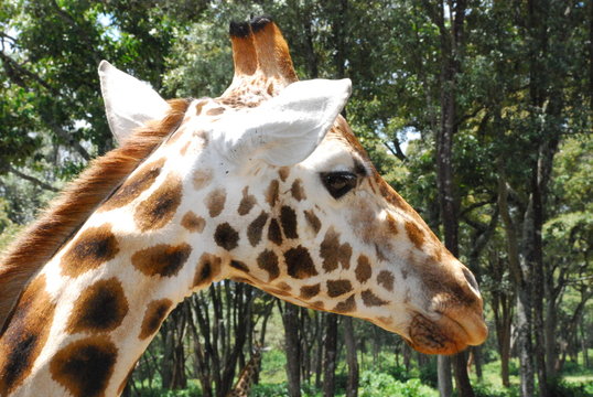 Giraffe Headshot