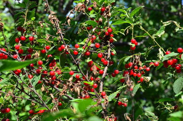  Bush of Chinese felt cherry with ripe berries in a drought.