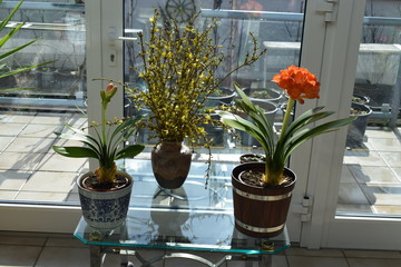 Osterblumen im Wintergarten