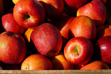 Fresh red and yellow apples at a farmers market