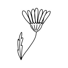 Daisy flower with closed petals in the Doodle style .Black and white image isolated on a white background.Contour drawing.Vector illustration.