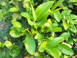 Lime on lime tree, green natural plants background.