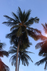 Fototapeta na wymiar Coconut plam tree With the sky Sunlight