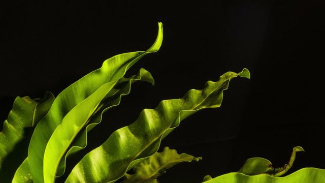 Asplenium nidus, the birds nest fern, growing, backlight.