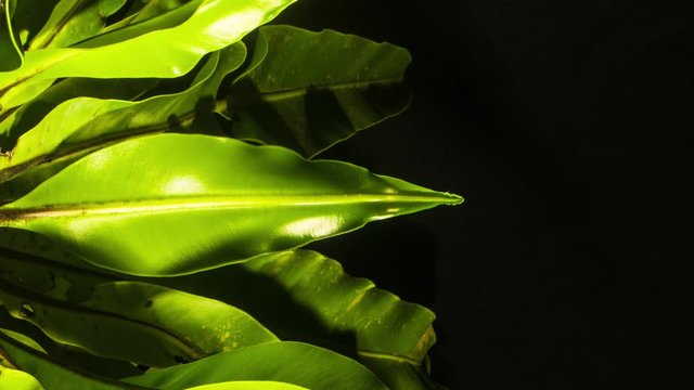 Asplenium nidus, the birds nest fern, rocking back and forward while growing. Vertical.