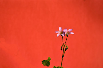 flowers on a white background