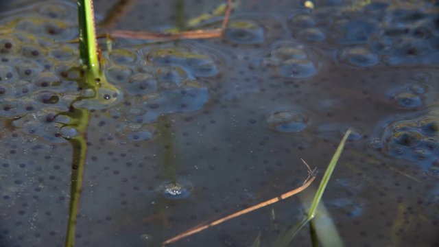 Common frogs, pair in amplexus disappearing under frogspawn in pond