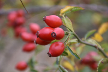 Gently red rosehip fruit with petioles on one thin twig