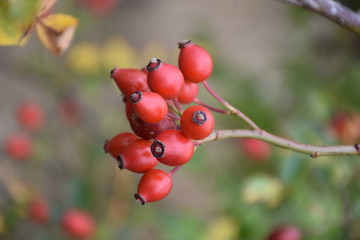 Wild rose fruits on a thin twig. Blurred natural background