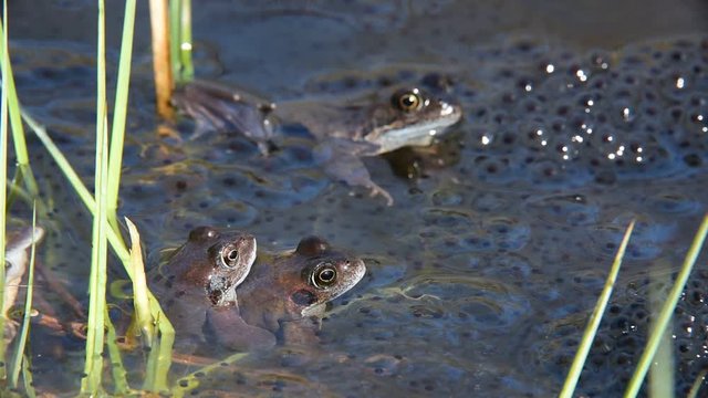 European common frogs (Rana temporaria) floating among frogspawn in pond
