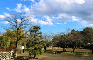 青空　木　緑　癒し　風景　茨城　春