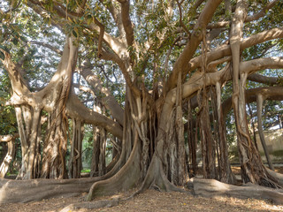 Imposing Ficus Indica tree at Palermo Botanical Garden