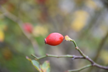 One red pomegranate fruit on a thin twig