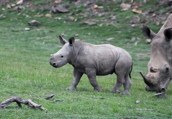 Obraz premium Baby white rhino
