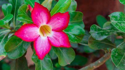 Red Desert Rose flower.