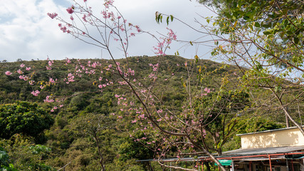 Obraz premium Cherry Blossoms in Hong Kong