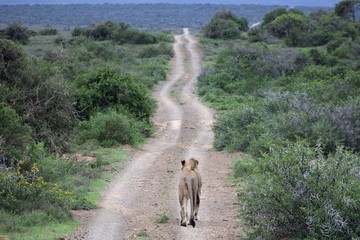 lion morning strol on a dirt road