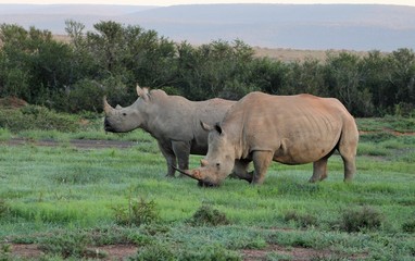 Fototapeta premium white rhinoceros in the wild