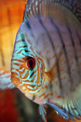 Round striped aquarium fish close up