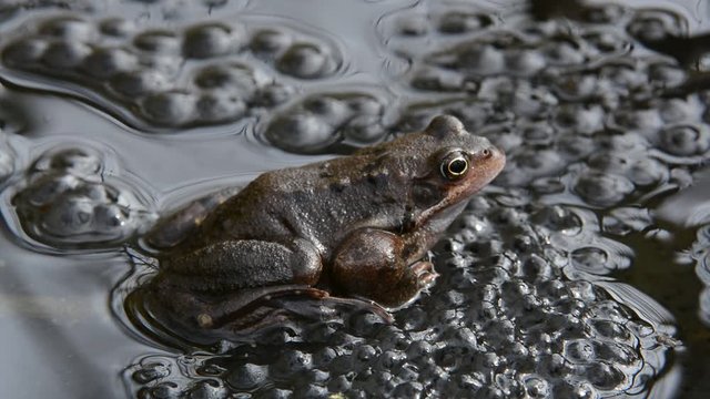 European common frog (Rana temporaria) floating on frogspawn in pond