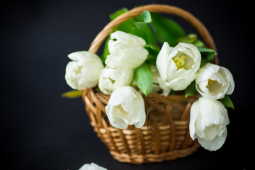 beautiful bouquet of white tulips on black background