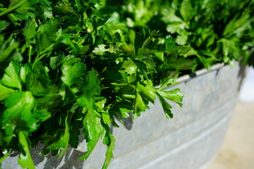 Fresh green flat leaf parsley at the farmers market