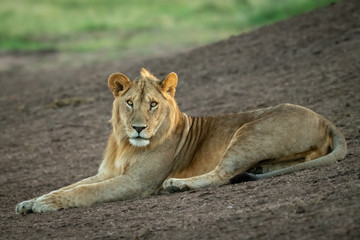 Naklejka na ściany i meble Male lion lies on slope watching camera