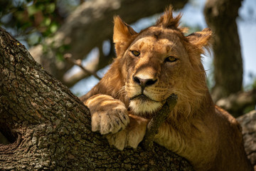 Male lion lies staring down from branch
