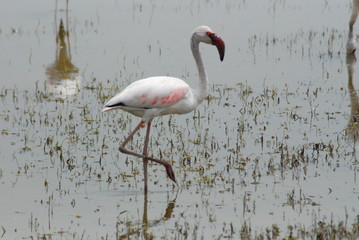 Pink Flamingo