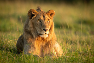 Male lion lying in grass with catchlight